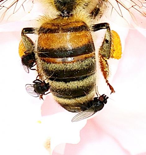 Desmometopa sp.